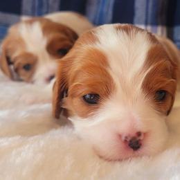 Boy 1 - Blenheim male Cavalier King Charles Spaniel puppy in Castorland, New York from Faithful Friends Cavaliers