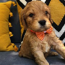 Goldendoodle Puppies from Austin Golden Doodles