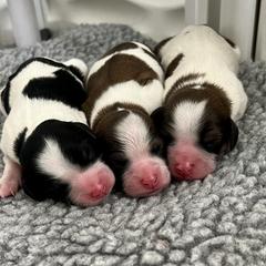Cavachon, Cavalier King Charles Spaniel, and Cavapoo Puppies from LierChonPoo