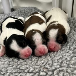 Cavachon, Cavalier King Charles Spaniel, and Cavapoo Puppies from LierChonPoo