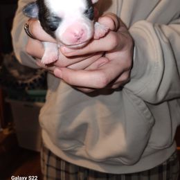 Girl 1 - female Chihuahua puppy in Chambersburg, Pennsylvania from Lil Angel's Chihuahuas