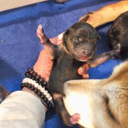 Cowboy - Black and tan male Shiba Inu puppy in Maxwell, New Mexico from khshibas-khpugs