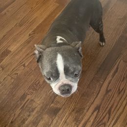 Chloe - Boston Terrier
