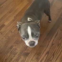 Chloe - Boston Terrier