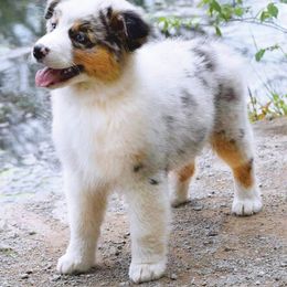 Australian Shepherd Puppies from Fallfire Farm