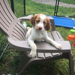 Brittany Puppies from Sandridge Brittanys
