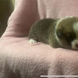 Brown collar female - Fawn female Pembroke Welsh Corgi puppy in Oxford, Pennsylvania from K&S Quality Pembroke Welsh Corgi’s