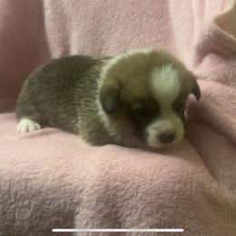 Brown collar female - Fawn female Pembroke Welsh Corgi puppy in Oxford, Pennsylvania from K&S Quality Pembroke Welsh Corgi’s