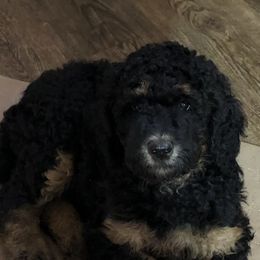 Poodle Puppies from Tails Up Standard Poodles