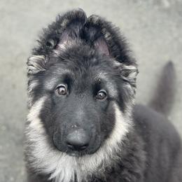 German Shepherd puppies from Zytut Kennel