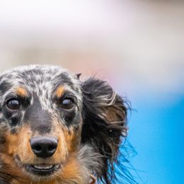 Liberty - Dachshund