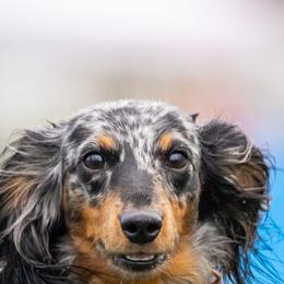 Liberty - Dachshund