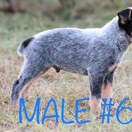 Australian Cattle Dog Puppies from Cowboy Tuff Stock Dogs
