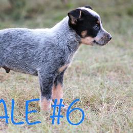 Australian Cattle Dog Puppies from Cowboy Tuff Stock Dogs