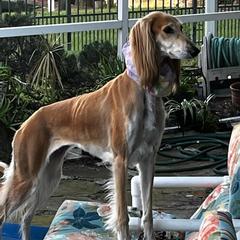 Salukis from Sahara Salukis