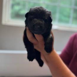 Muffin - Bi-color female German Shepherd puppy in Salem, Virginia from Vom Kylohaus German Shepherds