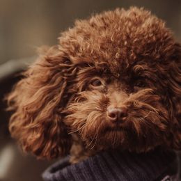 Poodles from Roxana's Poodles