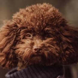 Poodles from Roxana's Poodles