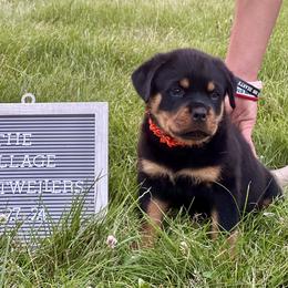 Rottweiler Puppies from The Village Rottweilers
