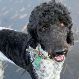 Poodles from Pineapple Farms Kennel