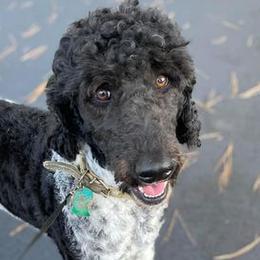 Poodles from Pineapple Farms Kennel