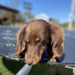 Rip - Dachshund