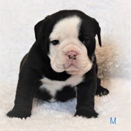 Bulldog Puppies from Sanford and Son Bulldogs