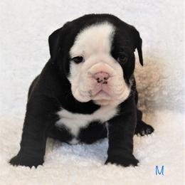Bulldog Puppies from Sanford and Son Bulldogs