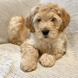 Orange - Apricot female Goldendoodle puppy in Newnan, Georgia from Old Line Doodles