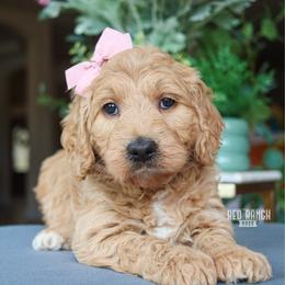 Echo - Apricot female Goldendoodle puppy in Salado, Texas from Red Ranch Dogs