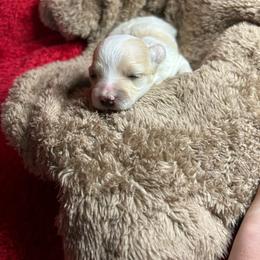 Kat - Cream female Maltipoo puppy in Clover, South Carolina from Cudi’s Buddies