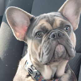Boston Terriers and French Bulldogs from Smith's Bostons & Frenchies