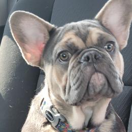 Boston Terriers and French Bulldogs from Smith's Bostons & Frenchies