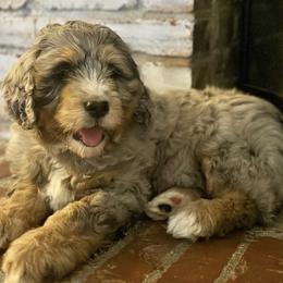 Polly - Merle female Bernedoodle puppy in Travelers Rest, South Carolina from Bailey Mountain Doodles