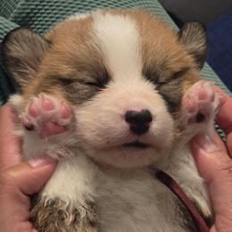 Petal - Red female Pembroke Welsh Corgi puppy in Palm Bay, Florida from Space Coast Corgi