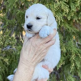 Boy 1 - Light golden male Golden Retriever puppy in Lake Hughes, California from Golden Hills Retrievers