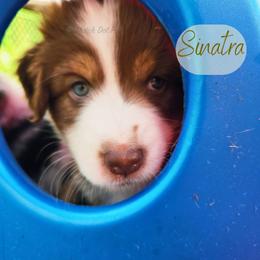 Sinatra - The Charmer - Red tri-color male Australian Shepherd puppy in Pittsville, Wisconsin from Match Dot Pup
