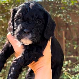 Tux - Black male Cavapoo puppy in Gilbert, Arizona from Desert Willow Cavapoos