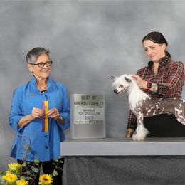 Deon - Chinese Crested
