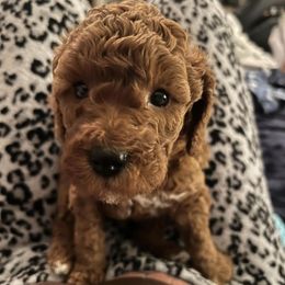 Cavapoo and Goldendoodle Puppies from Christianna’s Mini Goldendoodles