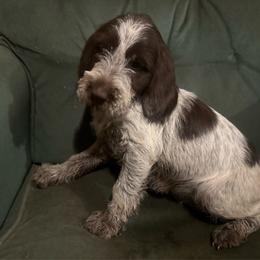 Boy 2 - Brown and gray male Wirehaired Pointing Griffon puppy in Springfield, Missouri from Liberty Griffons