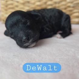Walt (DeWalt) - male Cavapoochon puppy in Bullard, Texas from Cavapoochon Central LLC