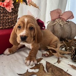 Starfire - Tan and white female Basset Hound puppy in Willow Spring, North Carolina from Blackberry Creek Basset Hounds