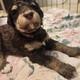 Bernedoodle Puppies from Andrew's Bernedoodles