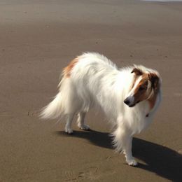 Collies from Magnificent Collies