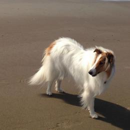 Collies from Magnificent Collies