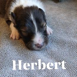 Herbert - Sable and white male Shetland Sheepdog puppy in Gladbrook, Iowa from T Triple C Shelties