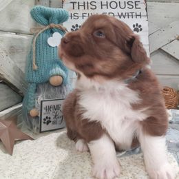 Duncan (blue eyes, read full descript.) - Red tri-color male Australian Shepherd puppy in Roanoke, Virginia from Miniature Angels Farm