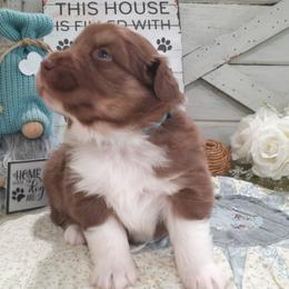 Duncan (blue eyes, read full descript.) - Red tri-color male Australian Shepherd puppy in Roanoke, Virginia from Miniature Angels Farm