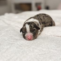 Zara - Blue merle female Australian Shepherd puppy in Polk City, Florida from Skaky Shepherds